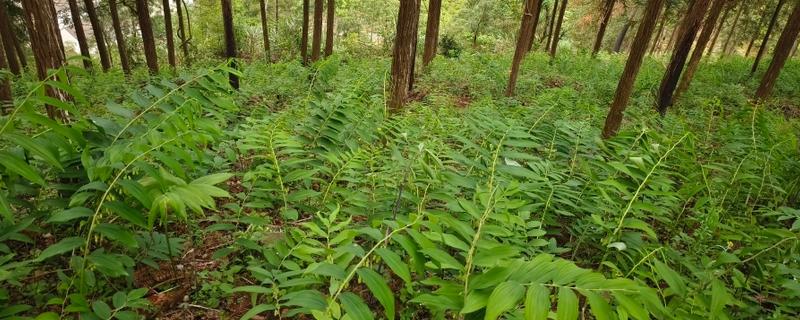 黄精的种植方式，播种后再移栽