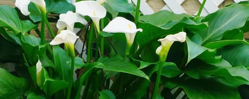 马蹄莲的开花时间,花期一般是5-11月份