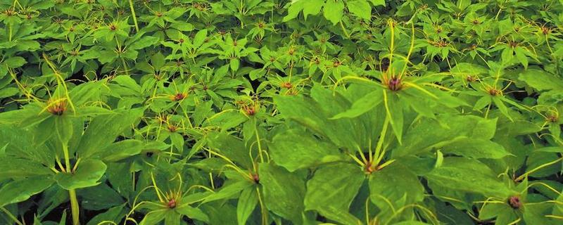重楼的常见病虫害，常见的有黑斑病、茎腐病等