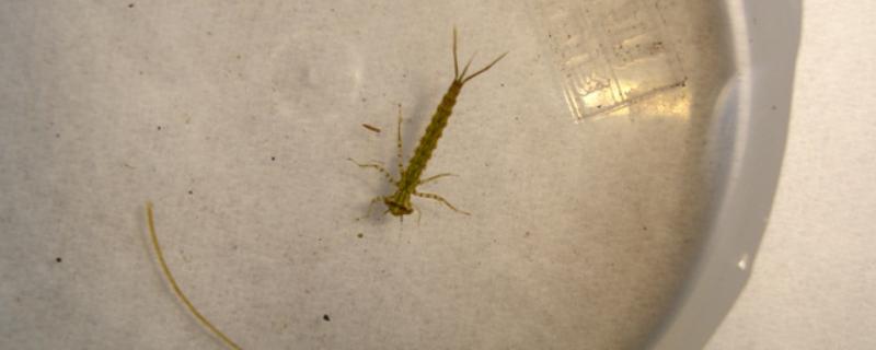 蜻蜓宝宝吃什么东西，以浮游稚虫、石蝇稚虫等为食