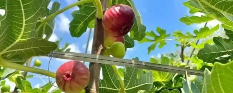 无花果的食用方法，可直接当鲜果食用