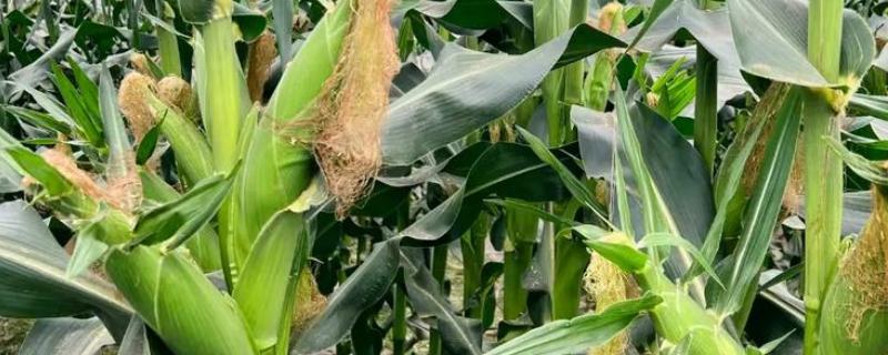 机玉7号玉米种的特征特性，夏播生育期为103-104天