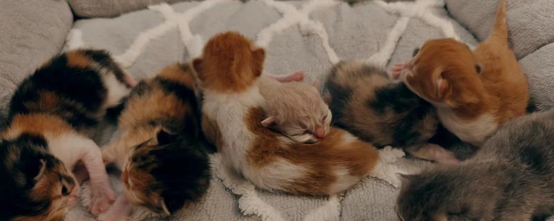 猫咪的产后护理方法，尽可能不要打扰它照顾小猫