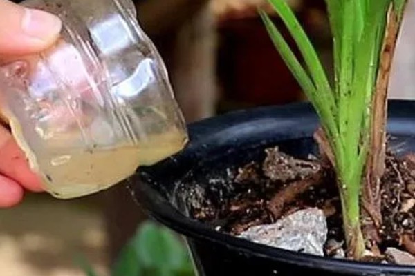 恶霉灵的灌根间隔,每隔5-7天灌一次