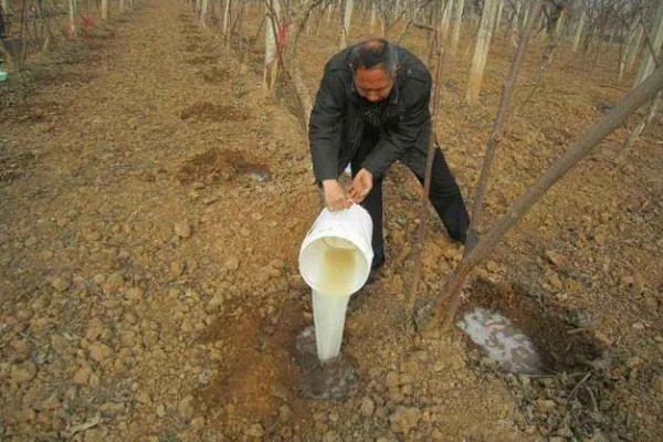 恶霉灵的灌根间隔,每隔5-7天灌一次