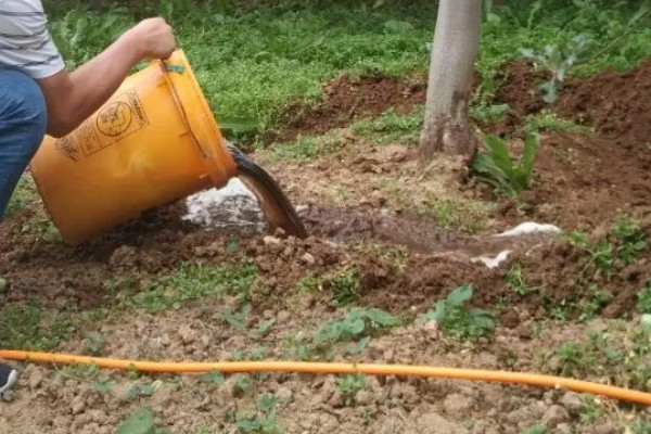 恶霉灵的灌根间隔,每隔5-7天灌一次