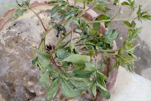 恶霉灵的灌根间隔,每隔5-7天灌一次