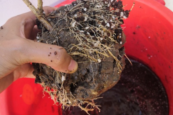 恶霉灵的灌根间隔,每隔5-7天灌一次