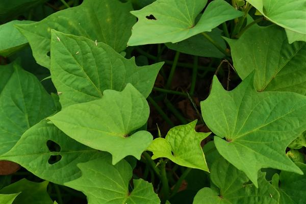 红薯藤的青贮饲料怎么制作，物料含水量控制在50%左右