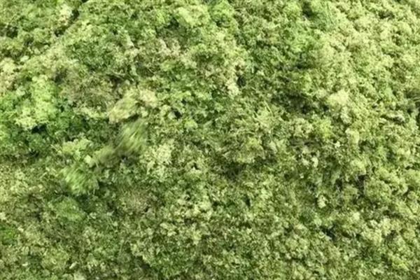 红薯藤的青贮饲料怎么制作，物料含水量控制在50%左右