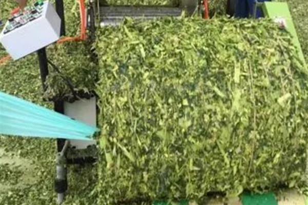 红薯藤的青贮饲料怎么制作，物料含水量控制在50%左右