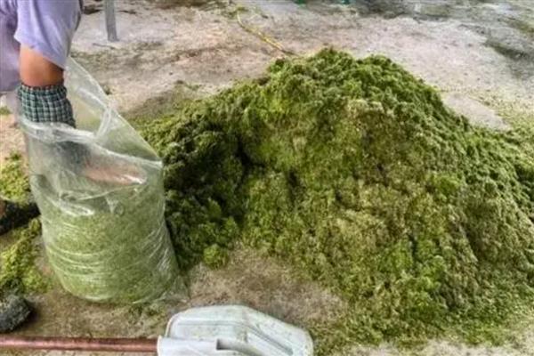 红薯藤的青贮饲料怎么制作，物料含水量控制在50%左右