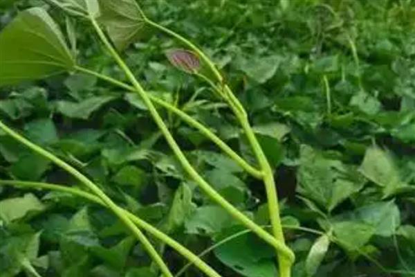 红薯藤的青贮饲料怎么制作，物料含水量控制在50%左右