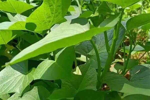 红薯藤的青贮饲料怎么制作，物料含水量控制在50%左右