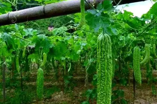 苦瓜的田间管理技术，中耕除草是首要工作