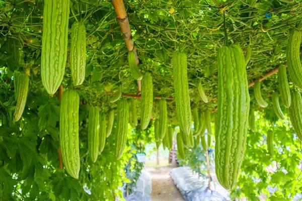 苦瓜的田间管理技术，中耕除草是首要工作