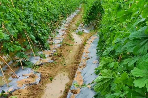 苦瓜的田间管理技术，中耕除草是首要工作