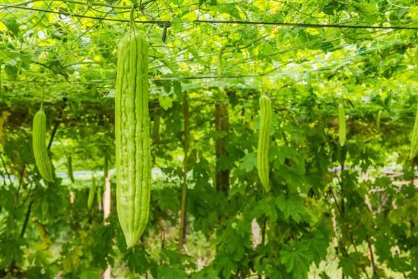 苦瓜的田间管理技术，中耕除草是首要工作