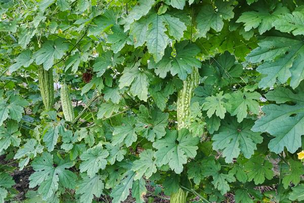 苦瓜的田间管理技术，中耕除草是首要工作