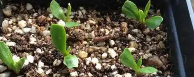 如何扦插帝王花，选择半木质化位置以上的枝条作为插穗