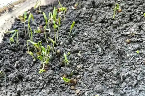 香菜种子几天可以发芽，7天左右发芽