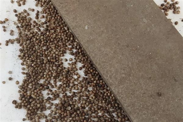 香菜种子几天可以发芽，7天左右发芽