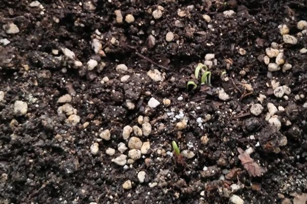 香菜种子几天可以发芽，7天左右发芽