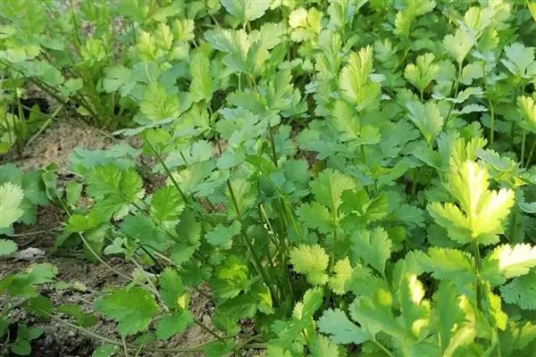 香菜种子几天可以发芽，7天左右发芽