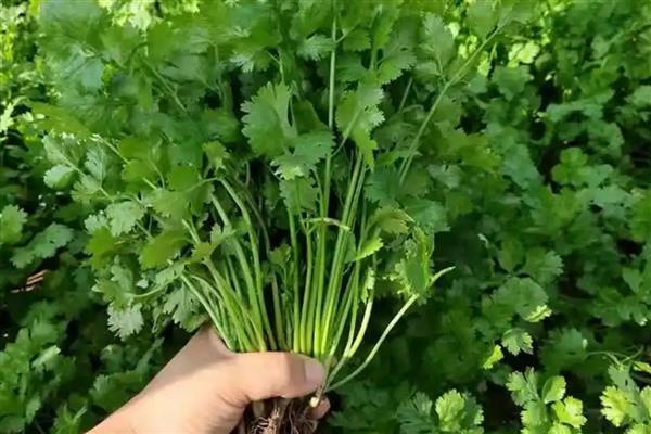 香菜种子几天可以发芽，7天左右发芽