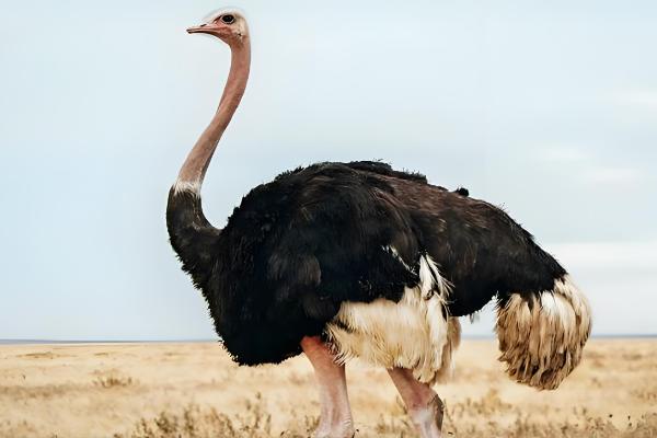 鸵鸟是鸟类吗,鸵鸟是鸟类