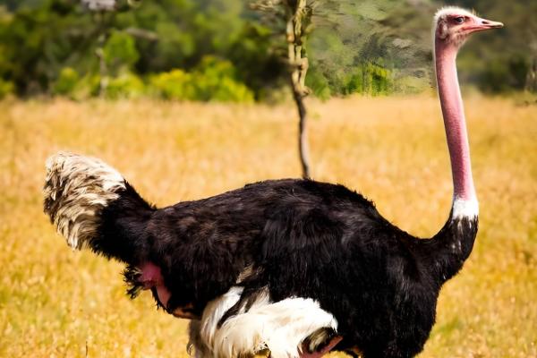 鸵鸟是鸟类吗,鸵鸟是鸟类