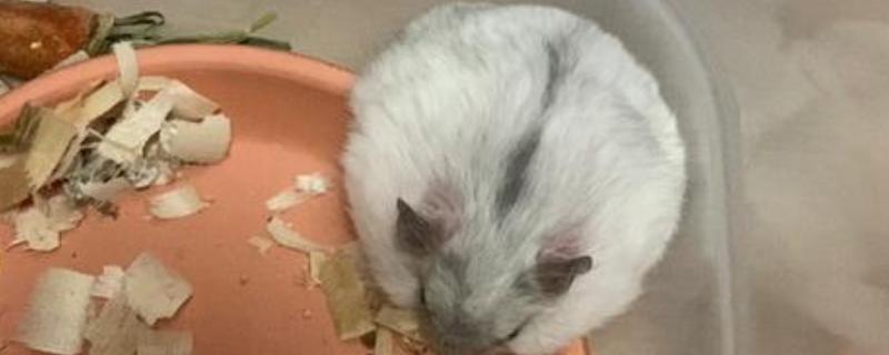 仓鼠夏天脱毛是否正常，属于正常的生理现象