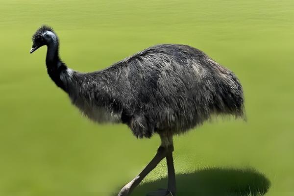 鸵鸟是鸟类吗,鸵鸟是鸟类