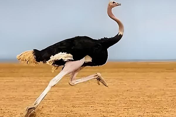 鸵鸟是鸟类吗,鸵鸟是鸟类