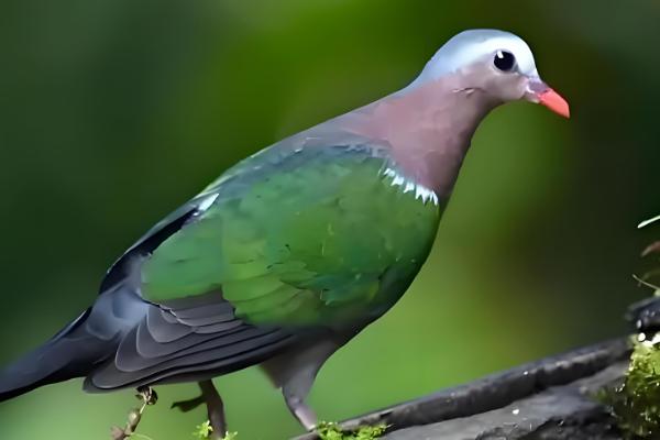 鸵鸟是鸟类吗,鸵鸟是鸟类