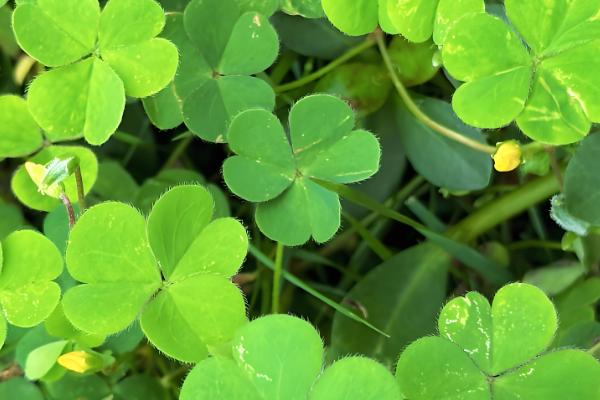 三叶草怎么种植，将种子与细沙混匀再撒播