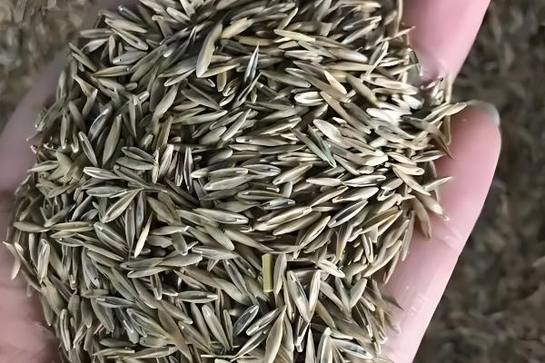 三叶草怎么种植，将种子与细沙混匀再撒播