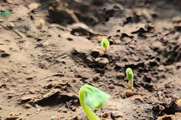 三叶草怎么种植，将种子与细沙混匀再撒播