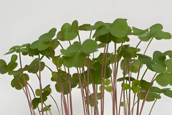 三叶草怎么种植，将种子与细沙混匀再撒播