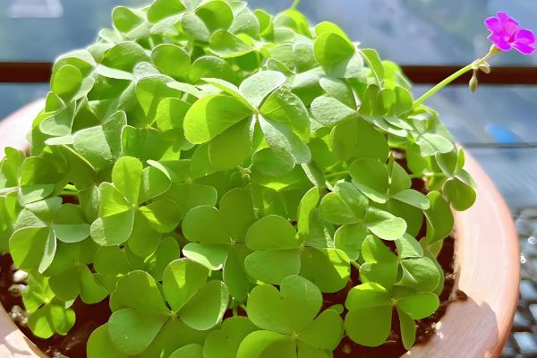 三叶草怎么种植，将种子与细沙混匀再撒播