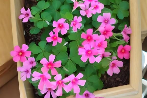 三叶草怎么种植，将种子与细沙混匀再撒播