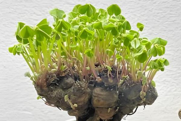 三叶草怎么种植，将种子与细沙混匀再撒播