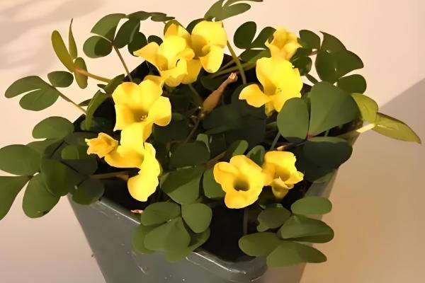 三叶草怎么种植，将种子与细沙混匀再撒播