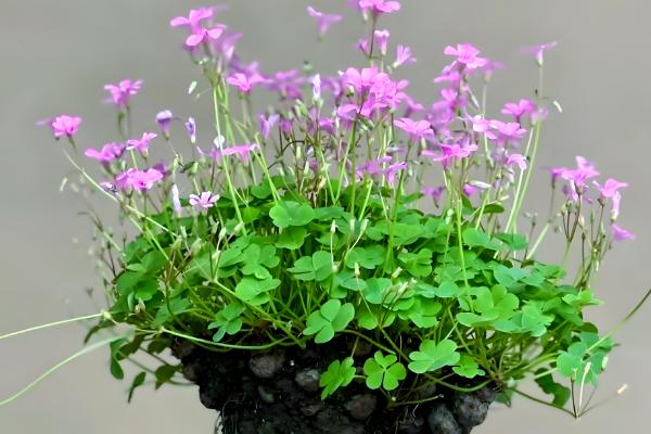 三叶草怎么种植，将种子与细沙混匀再撒播