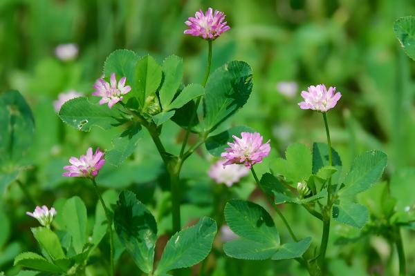 三叶草怎么种植，将种子与细沙混匀再撒播