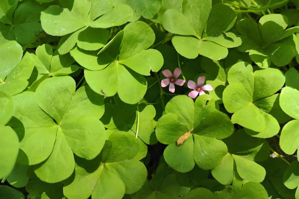 三叶草怎么种植，将种子与细沙混匀再撒播