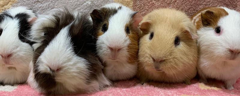 怎么养荷兰猪，需要控制好环境湿度