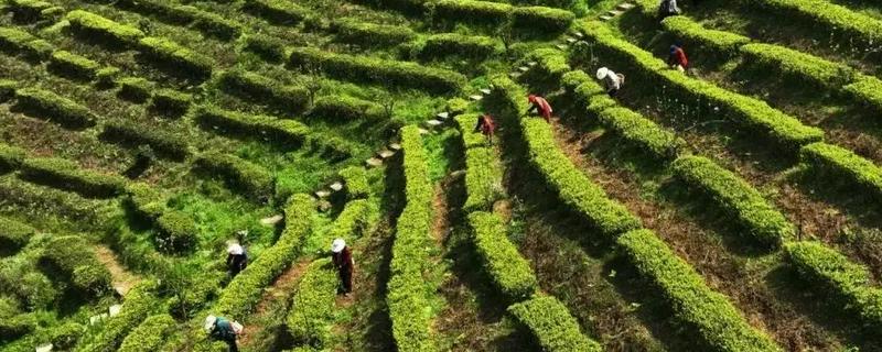 茶叶的采摘时间，因出产地域和品种而各不相同