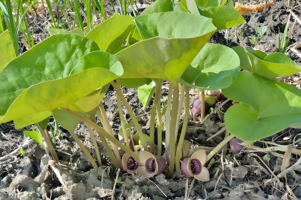 细辛冬天会不会被冻死，可以忍耐-40℃以下的低温