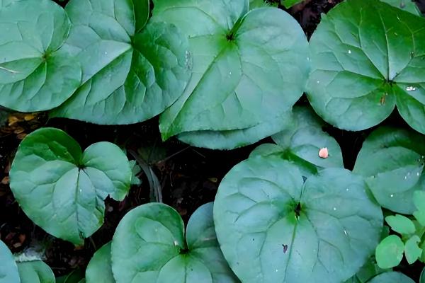 细辛冬天会不会被冻死，可以忍耐-40℃以下的低温